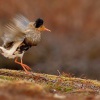 Jespak bojovny - Philomachus pugnax - Ruff 5207